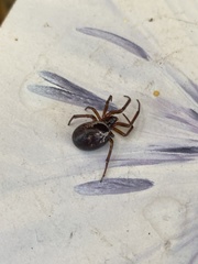 Steatoda nobilis