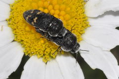Acmaeoderella flavofasciata