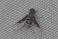 Anthrax trifasciatus