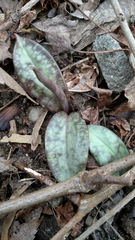 Erythronium americanum