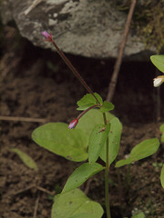 Epilobium clavatum