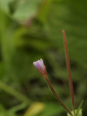 Epilobium clavatum