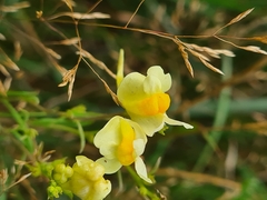 Linaria vulgaris