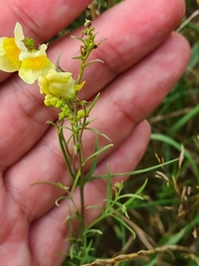 Linaria vulgaris