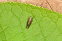 Speudotettix subfusculus