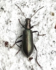 Arthromacra
