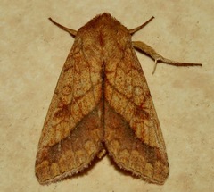 Pyrrhia cilisca