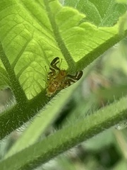 Strauzia longipennis