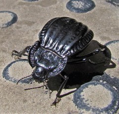 Epipedonota