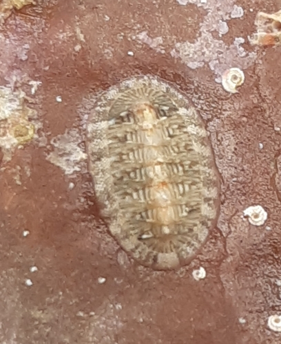 chitón zelenkavý (Rhyssoplax olivacea)