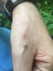 Stenodema laevigata