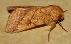 Pyrrhia cilisca