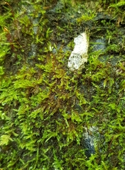 Hygrohypnum luridum