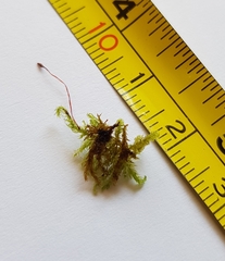 Hygrohypnum luridum