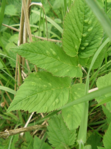 Trioza flavipennis nuotrauka