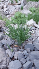 Allium insubricum