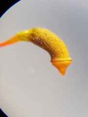 Hygrohypnum luridum