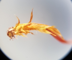 Hygrohypnum luridum
