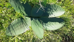 Brunsvigia bosmaniae