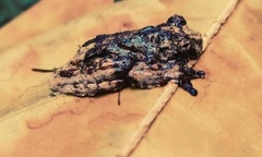 Dendropsophus marmoratus