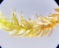 Hygrohypnum luridum