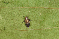 Ribautodelphax albostriata