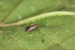 Ribautodelphax albostriata