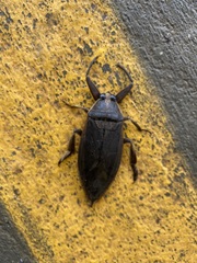 Nepoidea