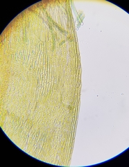 Hygrohypnum luridum
