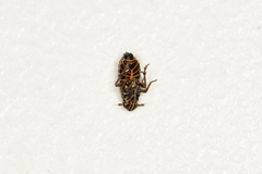Ribautodelphax albostriata