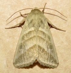 Chloridea subflexa