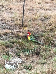 Platycercus eximius diemenensis