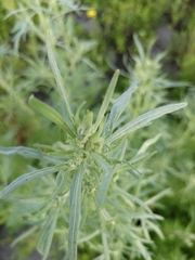Artemisia sieversiana