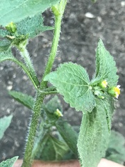 Galinsoga quadriradiata