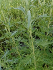 Artemisia sieversiana