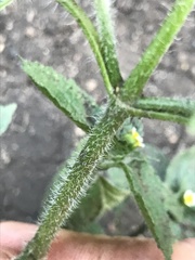 Galinsoga quadriradiata