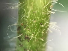 Galinsoga quadriradiata