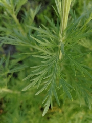 Artemisia sieversiana