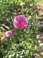 Lathyrus clymenum