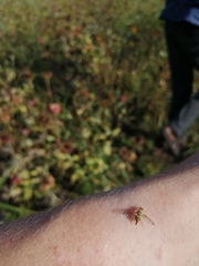 Craspedoxantha marginalis