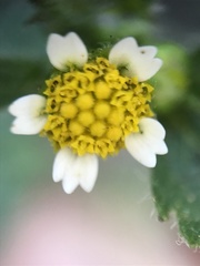 Galinsoga quadriradiata