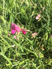Lathyrus clymenum