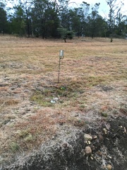 Platycercus eximius diemenensis