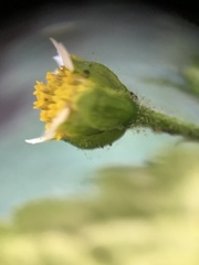 Galinsoga quadriradiata