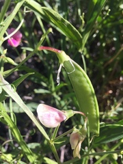 Lathyrus clymenum