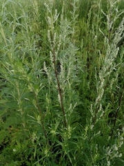 Artemisia vulgaris