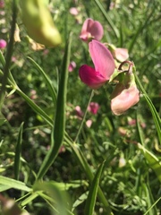 Lathyrus clymenum