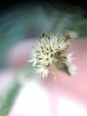 Galinsoga quadriradiata