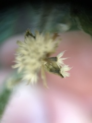 Galinsoga quadriradiata