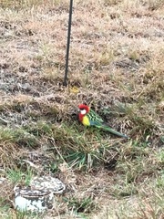 Platycercus eximius diemenensis